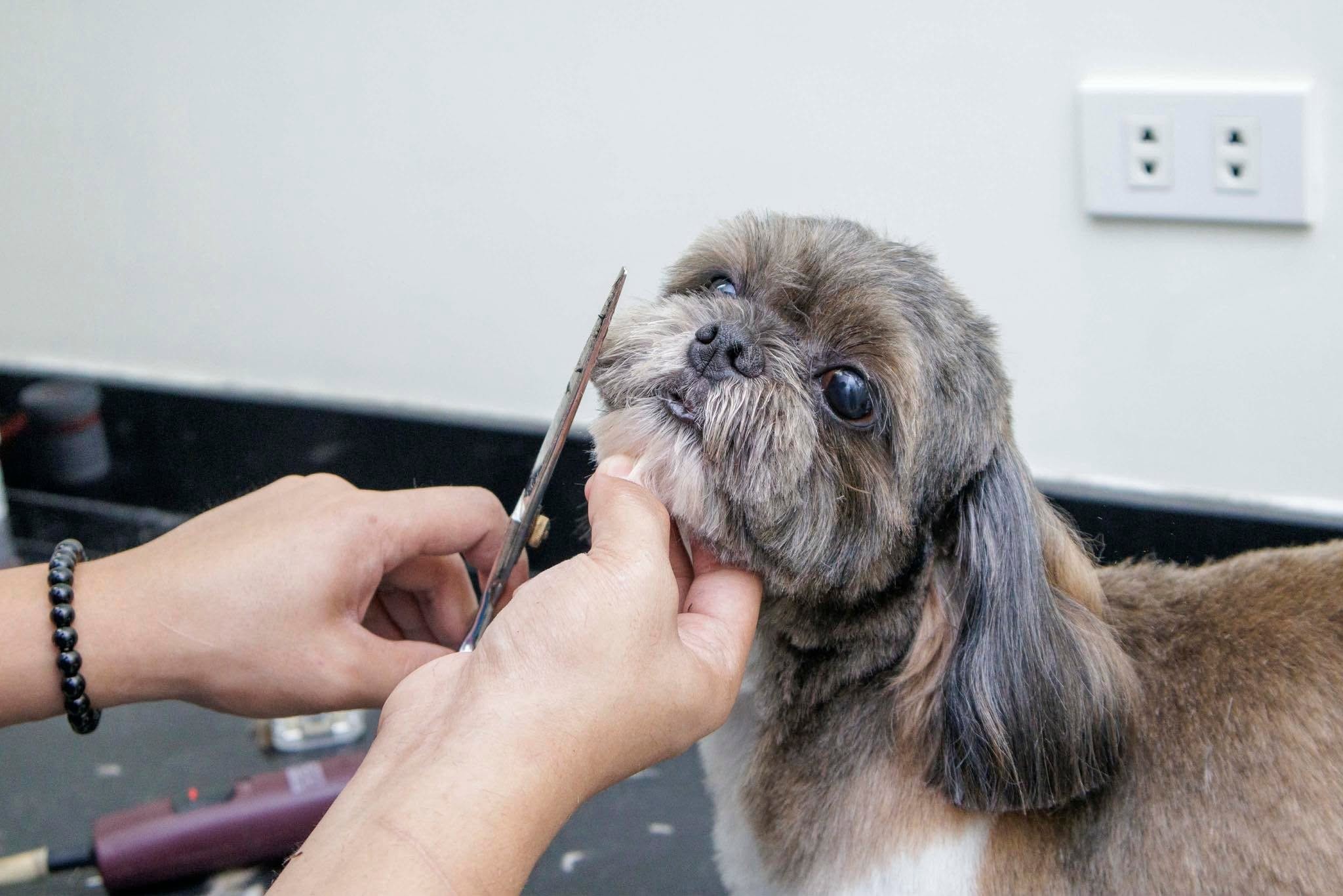 Professional Dog Grooming Session