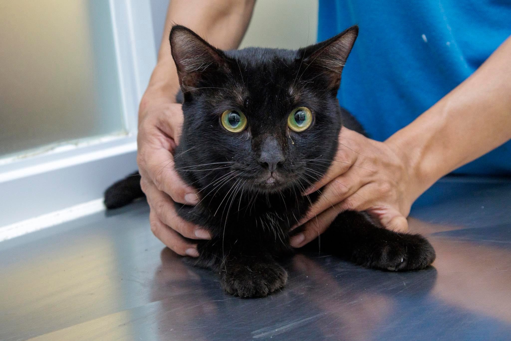 Veterinary Care