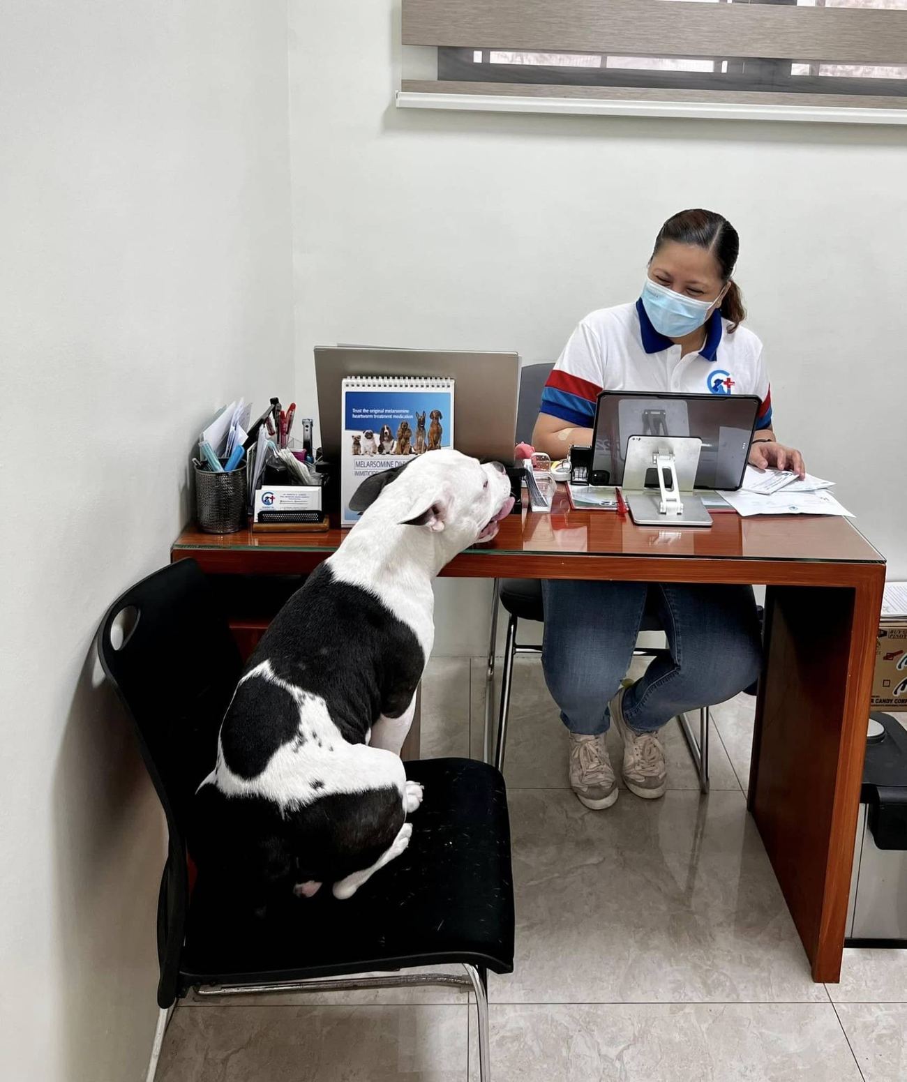 Dog resting its head on the consultation desk while a Gabieta staff member updates his records