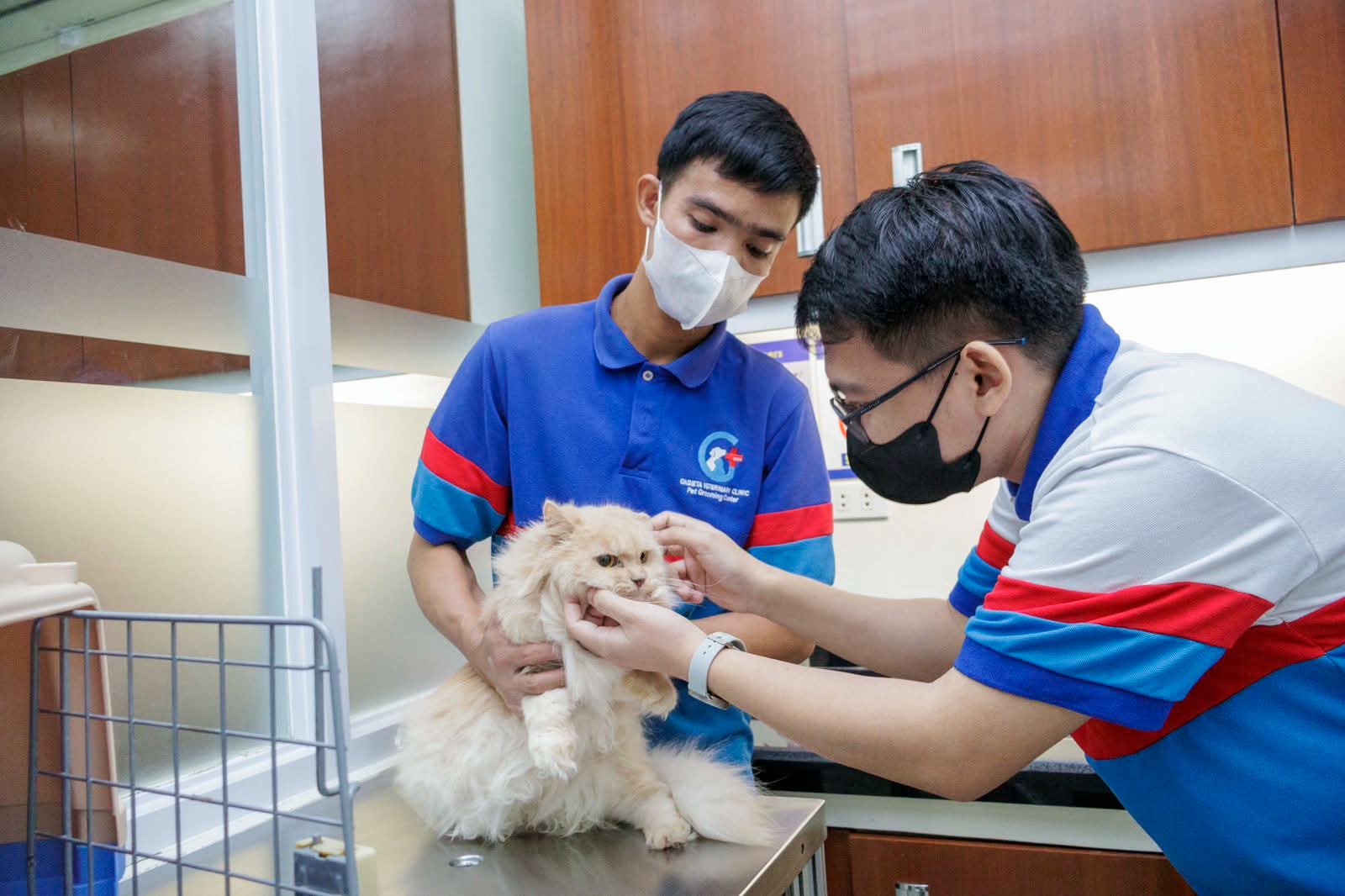 Two Gabieta staff members gently handling a long-haired cat